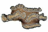 Mammoth Molar Slice with Case - South Carolina #266402-1